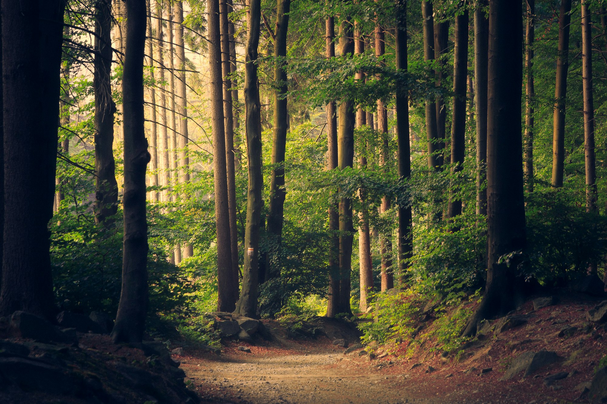 Morning light through a Pacific Northwest evergreen forest